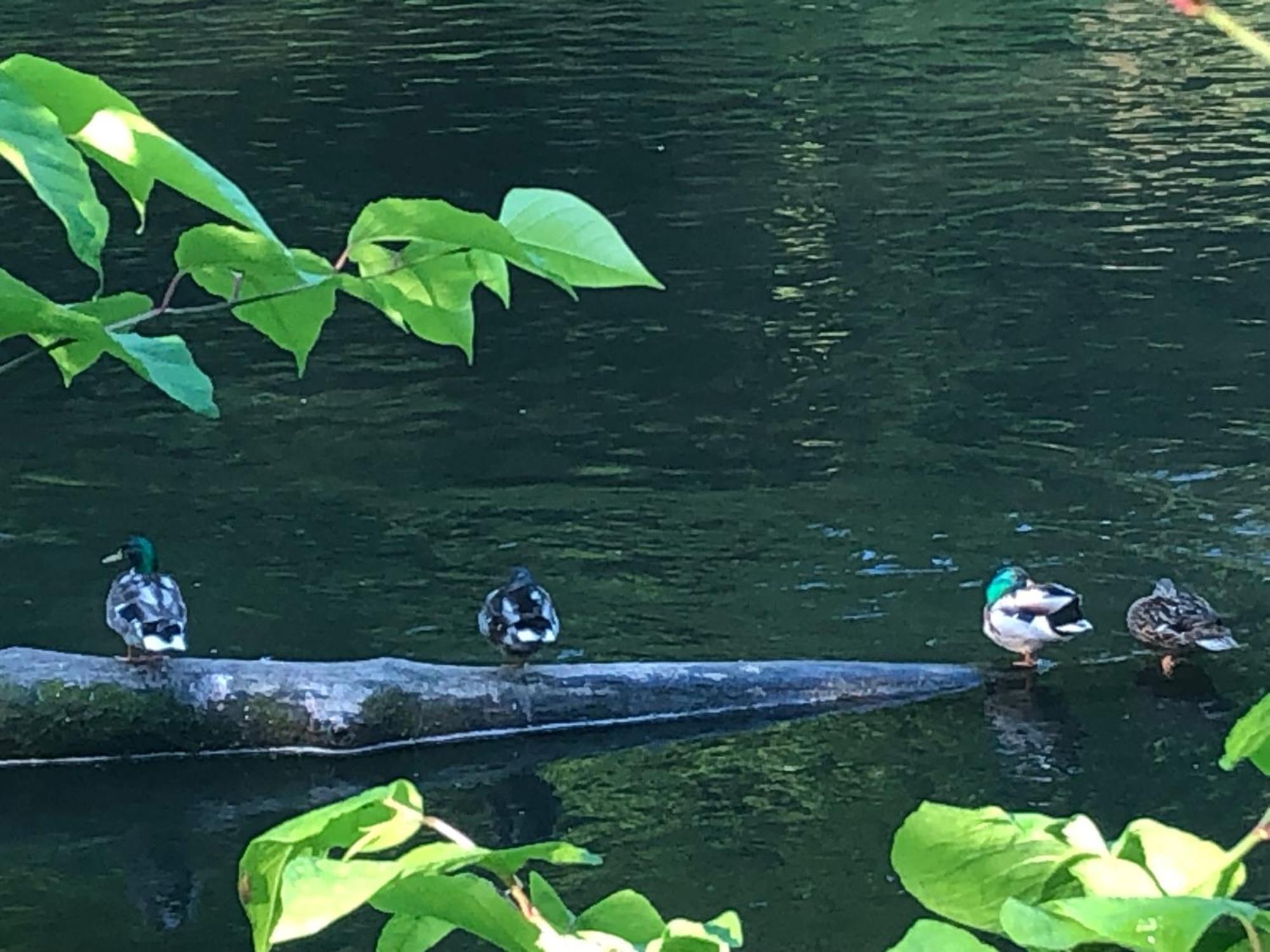 Gartenblick Leichlingen Exteriér fotografie